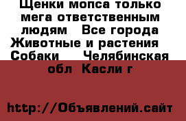 Щенки мопса только мега-ответственным людям - Все города Животные и растения » Собаки   . Челябинская обл.,Касли г.